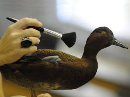 Hand with brush maintaining a duck in the collection