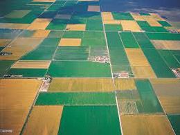 aerial view of crops