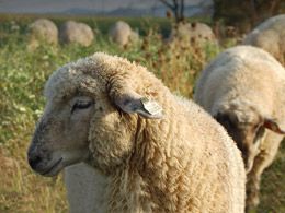 close-up of sheep in a field